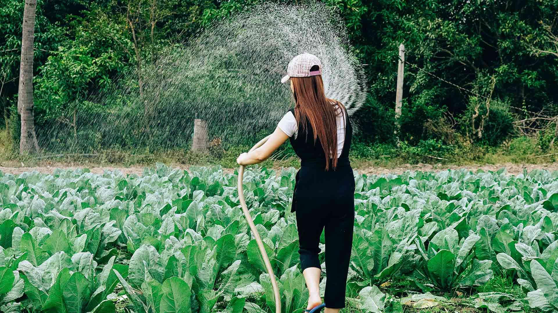 Come scegliere il tubo da giardino allungabile e l'avvolgitubo