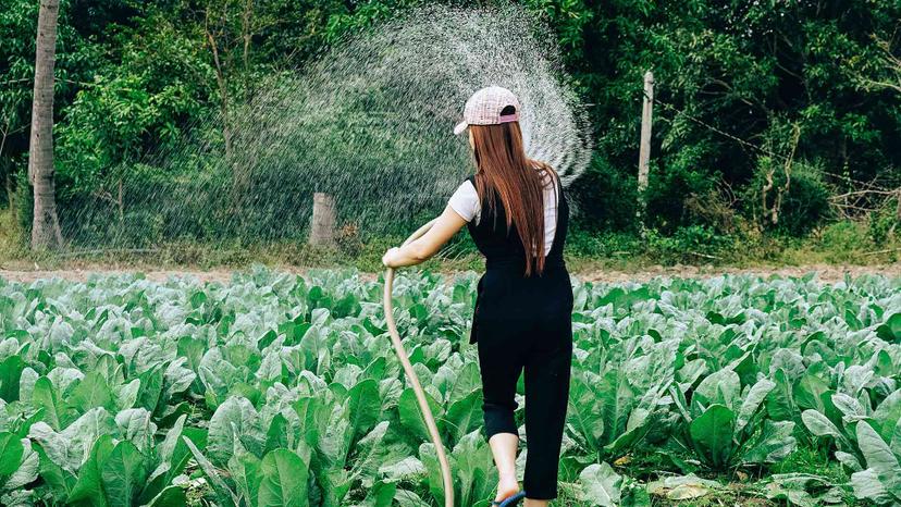 Immagine di Migliori tubi da giardino (luglio 2025)