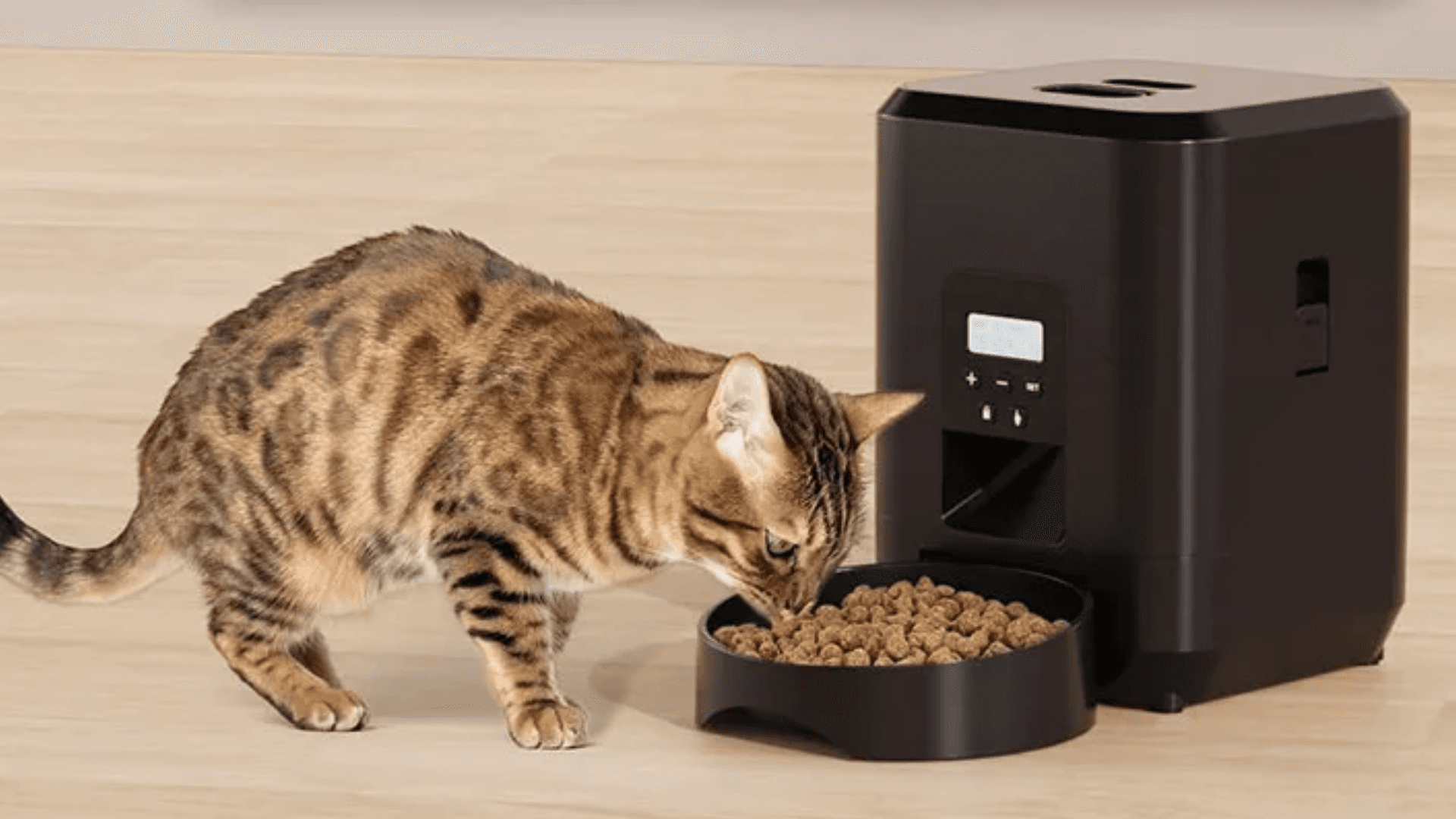 Immagine di A soli 27€ ecco l'assistente per i pasti di gatti e cani!
